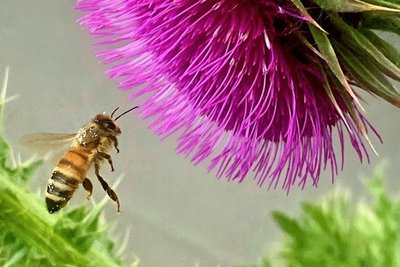 Der Tag des offenen Naturgartens findet am 31. Mai auch in Freiberg statt.