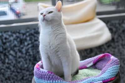 Kater Richard lebt seit vier Jahren im Tierheim. Nachts durchsucht er auf seinen Streifzügen gern die Mülltonnen nach noch mehr Essen.