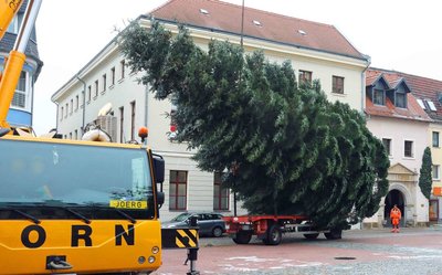 Auf dem Crimmitschauer Markt wurde gegen Mittag schließlich die Tanne vorsichtig vom Transporthänger gehoben.