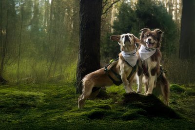 Auch wieder mit von der Partie: die Waldpfötchen-Hunde Dragan (rechts) und Askan.