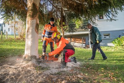Früh wurde der 25 Jahre alte Baum - gespendet von einer Privatperson - in Sorgau gefällt.