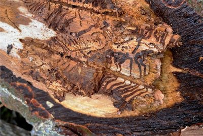 Das schnelle Handeln der vogtländischen Waldbesitzer sorgt dafür, dass es in der Region relativ wenige vom Borkenkäfer befallene Bäume mit solchen Gängen gibt.