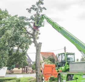 Der Ahornbaum wird gefällt, um den Transport der Windkraftanlagen zu ermöglichen. 