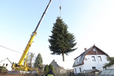 Die Nordmanntanne für den Plauener Weihnachtsmarkt 2019 ist zwölf Meter hoch. 