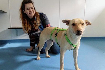 Mischlingshündin Bianca - im Bild mit Lissi Burkhardt - wird seit einigen Wochen im Tierheim "Neu-Amerika" versorgt. Sie kam dort über eine andere Tierschutzorganisation aus einer Tötungsstation in Rumänien hin.