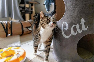 Katze Nele kam mit 13 Jahren ins Tierheim, das ist für sie eine große Umstellung.