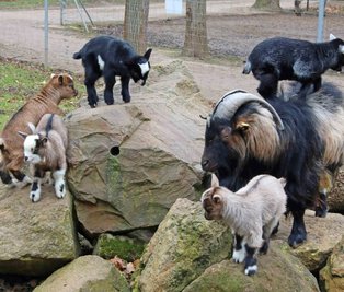 Zwergziegenbock "Klaus" trägt den Nachwuchs auch mal gern auf dem Rücken durchs Tiergehege des Crimmitschauer Sahnparks. Die Lämmer sollen demnächst verkauft werden.