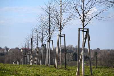 Im Stadtgebiet sollen bis Mitte Mai mehr als 330 Straßenbäume gepflanzt werden.