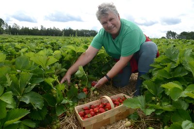 12 Uhr öffnete am Mittwoch das Feld auf der Auerbacher Richardshöhe. Gisela Böttcher aus Rodewisch zählte zu den ersten Pflückern.