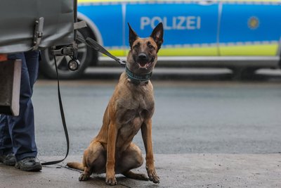 Auf dem Kaßberg kam am Mittwochvormittag auch ein Spürhund zum Einsatz.
