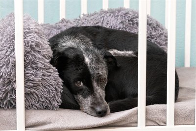 Mischlingsrüde Barry wird schon seit 2017 im Tierheim „Neu-Amerika“ versorgt. Laut dem Team ist er ein intelligenter, aber auch sehr fordernder Hund.