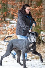 Die Deutsche Dogge Apollo – hier ein Archivbild mit Sindy Nentwich – kam 2018 nach einem Beißvorfall ins Tierheim. Er wird auch dort bleiben.