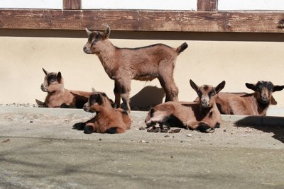 Insgesamt sechsfachen Nachwuchs gab es bei den Erzgebirgsziegen im Tierpark Chemnitz - auch wenn sich auf dem Foto nur fünf Zicklein sonnen.