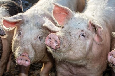 Nur kein Stress: Die Schweine auf dem Hof in Jößnitz haben jetzt mehr Platz.