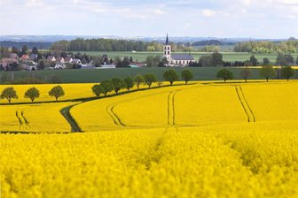 25 Jahre Callenberg: Womit wird angestoßen - mit Sekt oder Selters? - Typisch für die ländliche Gemeinde Callenberg sind die weiten Flächen landwirtschaftlicher Nutzfläche zwischen den Ortsteilen. Hier die blühenden der Rapsfelder in diesem Jahr.