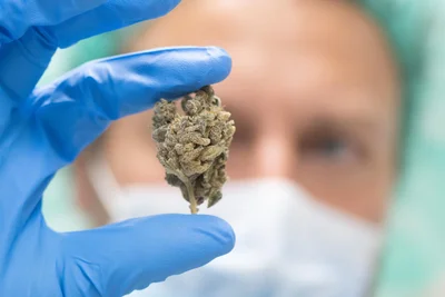 Die THC-haltigen, getrockneten Hanfblüten werden typischerweise von Konsumenten verdampft oder geraucht.