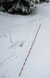 Der Rüde könnte sich bereits mit einem Weibchen vereint haben. Neue Spuren belegen, dass mit großer Wahrscheinlichkeit ein Wolfspaar in der Region unterwegs ist.
