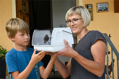 Daniela Dunger und ihr Sohn Luca haben den Hausrotschwanz in einen kleinen Käfig gesetzt. Bis er allein auf Nahrungssuche gehen kann, wird er mit Würmern gefüttert.