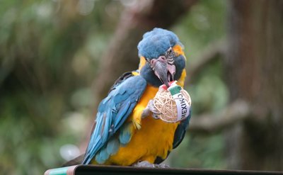 Der Zoo Leipzig schickt Papageien als tierische Orakel für die Fußball-WM ins Rennen.