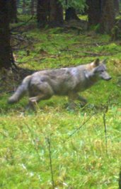 Ein Wolfsrüde noch unbekannter Herkunft könnte zwischen Großrückerswalde und Rübenau ansässig geworden sein. 