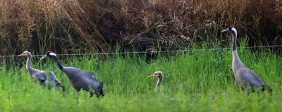 Beide Altkraniche zusammen mit den Jungvögeln auf einer Nahrungsfläche in der Nähe des Brutplatzes in Penig. Bis zum Beginn der nächsten Brutsaison bleibt die Familie zusammen, auch im Winterquartier. 