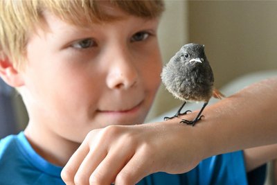 Luca wächst mit Tieren auf. Bisher sind es Taschenpapagaien (auch Agaporniden oder Unzertrennliche genannt), die in einer großen Voliere wohnen. Erstmals zieht er jetzt einen Wildvogel auf.