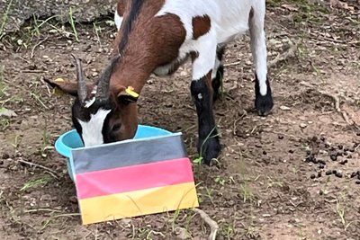 Nach relativ kurzer Zeit entschied sich die Zwergziege im Tiergehege am Pöhlberg dafür, dass das deutsche Team am Freitag als Sieger vom Platz gehen wird.