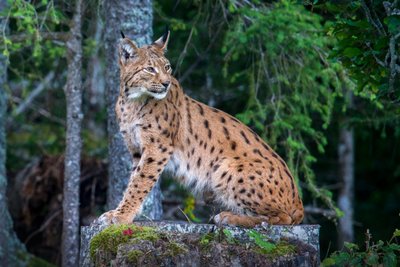 Zufällige Begegnungen im Wald mit der eher diskreten Wildkatze sind unwahrscheinlich.
