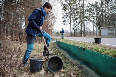 Ulrike Graf aus Naundorf gräbt Eimer für die Amphibien ein, die zwei Mal am Tag entleert werden müssen. 
