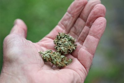Die Entscheidung ist gefallen: Das Cannabis-Gesetz kommt zum 1. April.