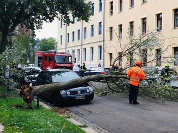 An der Ricarda-Huch-Straße stürzte ein Baum auf ein geparktes Auto.