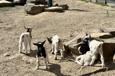 Munter springen die Zicklein im Gehege umher. Geöffnet ist der Park täglich von 10 bis 18 Uhr. Der Eintritt kostet 18,50 Euro.