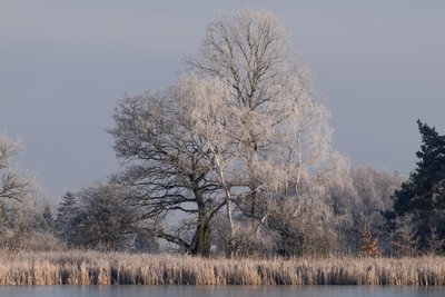 Wie mit Puderzucker bestäubt erschienen die Bäume und der Schilfgürtel am Burgteich unweit von Kürbitz. Foto: Ellen Liebner