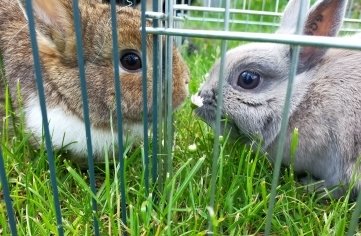 Fundhase Lucky (links) und seine Freundin Dibsy. 