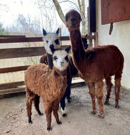 Inzwischen ist Mascha - im Bild im Vordergrund - wieder zurück im Auer Zoo. Mit ihr im Stall sind Stute Lima (re.) und Hengst Socke.