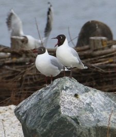 Die Lachmöwen am Großen Teich in Limbach-Oberfrohna brüteten in diesem Jahr nicht. 