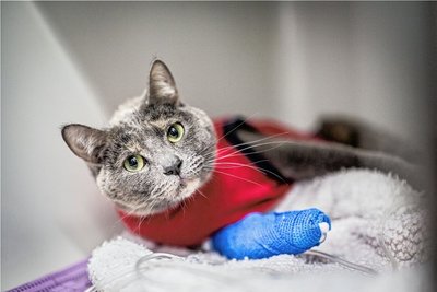 Arme Mieze? Armer Tierbesitzer! Ab 22. November kostet das Verbandanlegen 34,50 Euro - 347 Prozent mehr als bisher. 