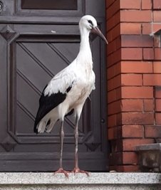 Ein Jungstorch am Eingang einer Arztpraxis an der Waldenburger Straße. 
