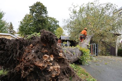 In Lößnitz hat der Sturm am Donnerstagvormittag einen Baum entwurzelt, der fiel auf eine Garage. Eine Spezialfirma beseitigte den Baum.