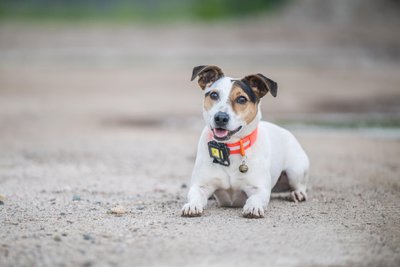 Giro ist ein sechs Jahre alter Jack Russell Terrier. Er kam zu Jessica Neumann als eine Art Findelkind.
