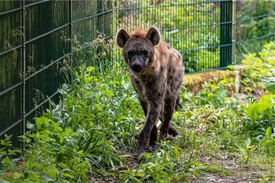 In dem umgestalteten einstigen Löwengehege des Chemnitzer Tierparks sind nun Typfelhyänen zu Hause. Foto: Igor Pastierovic.