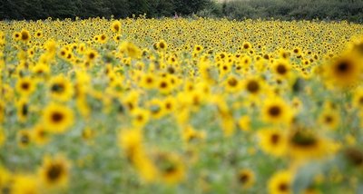 In Plauen haben Unbekannte eine Kasse entwendet, die an einem Feld mit Blumen für Selbstpflücker befestigt gewesen war - unter anderem Sonnenblumen (Symbolfoto). Die Polizei sucht Zeugen. 