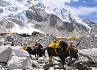  Yaks im Everest-Basislager. Neben den Trägern sind die Tiere am Boden die einzigen Transportmittel in der schwer zugänglichen Himalaya-Region. 