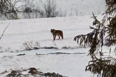 Am Dienstag war der Wolf in der Nähe des Oberwiesenthaler Hotels von Jens Weißflog unterwegs.