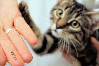 Solche kleinen Chips werden Katzen von Tierärzten unter die Haut gesetzt, um die Tiere eindeutig identifizieren zu können. In Zwickau wird diese Prodezur für Freigänger-Katzen bald Pflicht. 