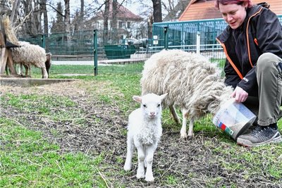 Die Osterlämmer sind da: Im Tierpark Freiberg freut sich auch Mitarbeiterin Lisa Härtel darüber. 