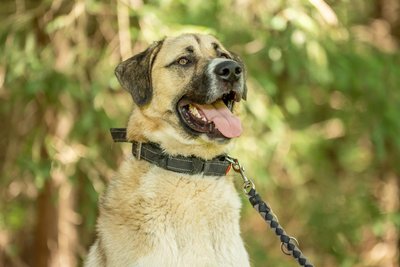 Kangal-Mix Talos war Ende Mai in einem Waldstück bei Ehrenfriedersdorf ausgesetzt worden. Er wird weiter im Tierheim „Neu-Amerika“ in Buchholz betreut.