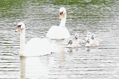 Die Schwanenfamilie an der Badestelle des Großen Teiches in Freiberg. 
