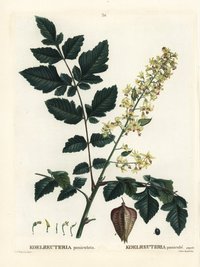 Der Lampionbaum (Koelreuteria paniculata) stammt aus Ostasien und wird als stadtklimafest beschrieben. Er verträgt Trockenheit.