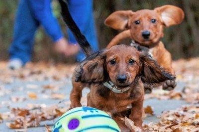 Tierheimchefin Antje Kausch muss Abschied nehmen: Die Dackel Willi und Maja konnten erfolgreich vermittelt werden.